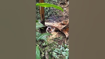 paras:kayu Merbau#operatorchainsaw #sthill #bulldozerofficial #logs #kayubalak