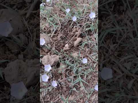 वीडियो: अरबी कोकेशियान (27 तस्वीरें): खुले मैदान के लिए जड़ी-बूटियों के पौधे रेजुहा का विवरण, किस्में 