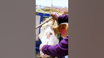 Share the process of rescuing a buffalo stuck in a tricycle