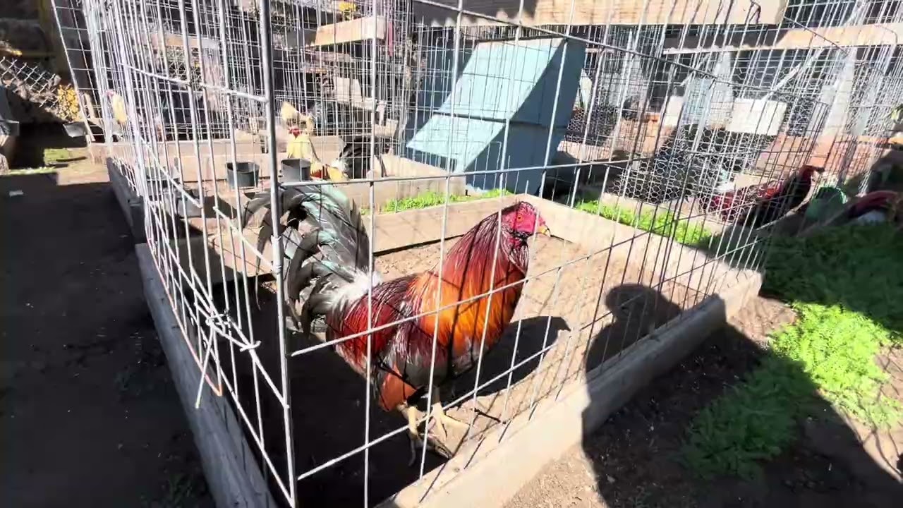 Visitando El Corralito Del Amigo Kilo Mota 🐓 ☘️ 2-12-26 #california #parati 