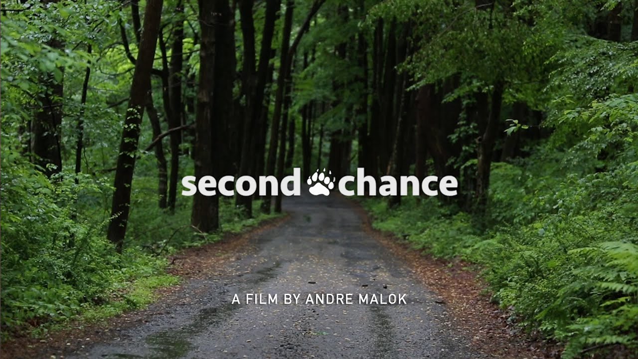 Second Chance: The story of Mike the orphaned bear cub