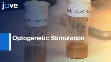 Optogenetic Stimulation of Escape Behavior in Drosophila | Protocol Preview