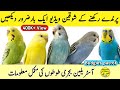 Budgies parrot colony setup video | budgies parrot cage setup and food in urdu | Australian parrots