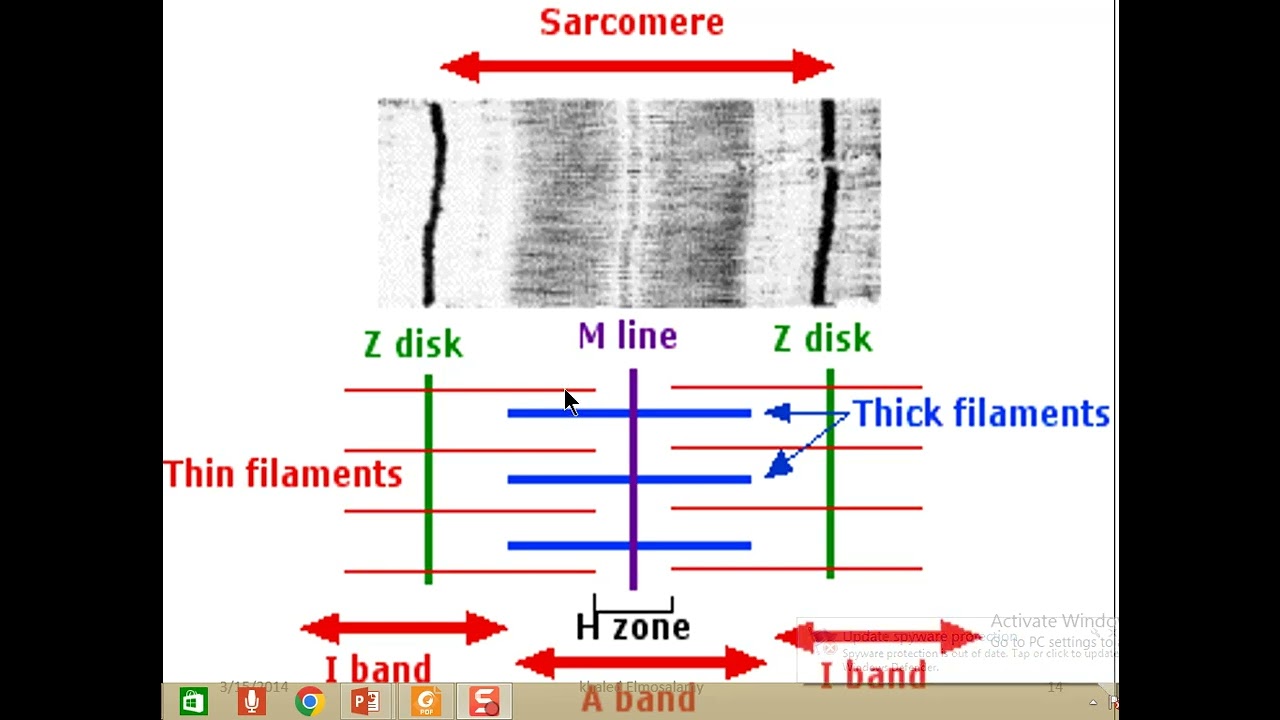 Skeletal muscles