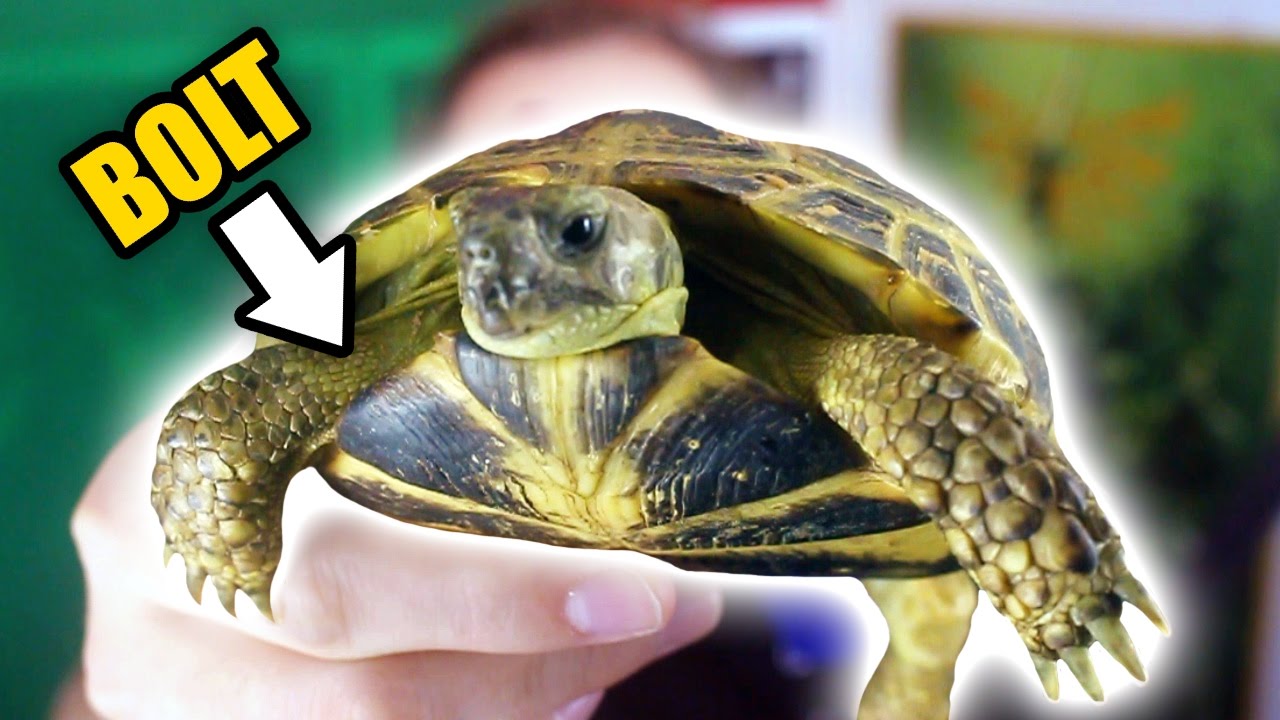 BOLT, MY NEW TURTLE games people play