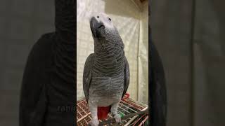 #funny #funny #cute #parrot #comedy #grey