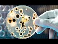 Microbiology: Harmful And Useful Microbes