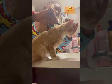 GROMMING BabyLeo Cat Leo Kitten