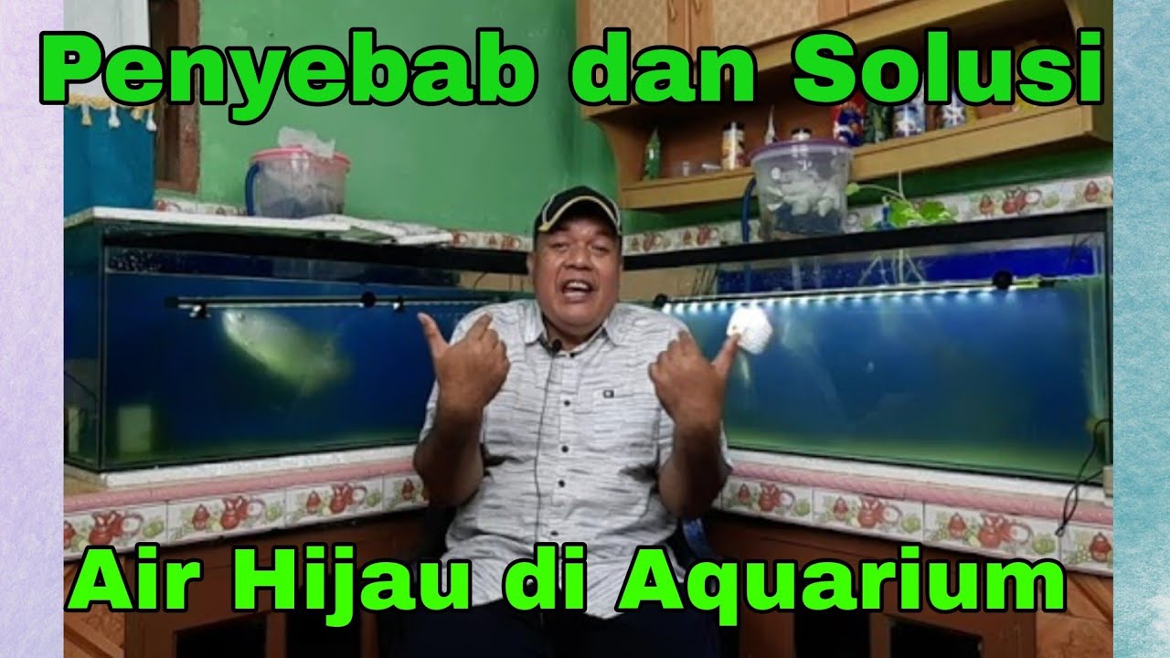 Penyebab dan Solusinya Mengatasi Air Aquarium Hijau