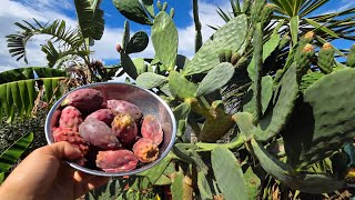 Melbournes Prickly Pear Season Just Started And Wow That First Bite