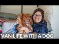 VAN LIFE with a DOG: WHAT you NEED TO KNOW