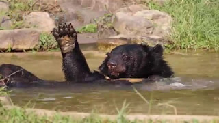Moon bear who suffered 10 years in a tiny cage loves swimming in a big pool