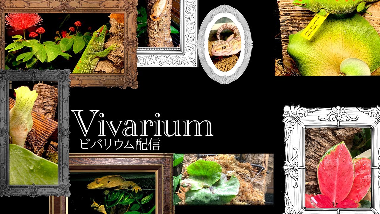 LIVE背景作業雑談