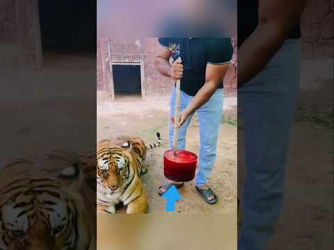 ஏன் புலிகளுக்கு இந்த icecream கொடுக்கிறார்கள் !!