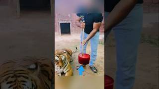 ஏன் புலிகளுக்கு இந்த icecream கொடுக்கிறார்கள் !!