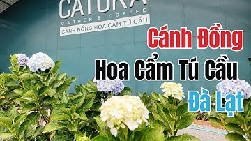 🔴 Review Cánh Đồng Hoa Cẩm Tú Cầu Đà Lạt Đẹp Rực Rỡ Nhất 2024