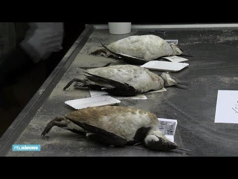 Video: De Geografie Van De Mysterieuze Massale Dood Van Vogels Breidt Zich Uit - Alternatieve Mening
