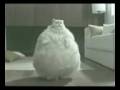 Fat cat exercise dance