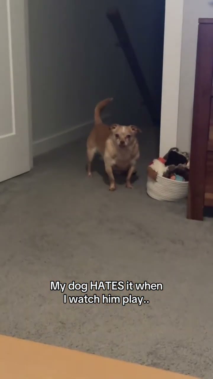 Doggyo like why are you watching me