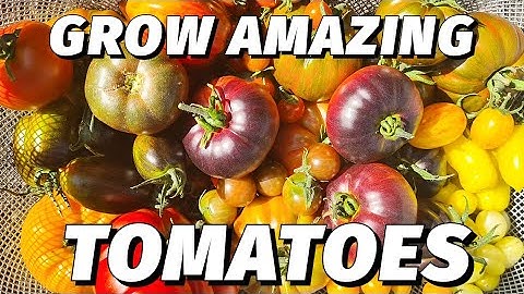 9 Tomato Tips To Give You An Amazing Harvest! | Growing Tomatoes In A Greenhouse