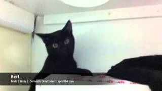 Bert, Jerry, Lela, and Spirit: Adoptable Cats