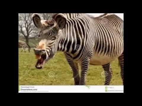 Verwonderlijk grappige dieren fotos - YouTube LY-52