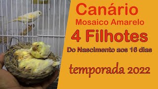 Canário Mosaico Amarelo com 3 filhotes/ Do nascimento até aos 35 dias dos filhotes