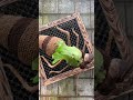 Bukan tawon biasa… ini tawon yang tumbuh 🌿🐝 Alam dan kreativitas menyatu dalam satu frame.