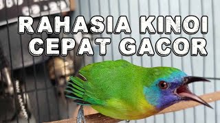 RAWATAN HARIAN CUCAK KINOI | BURUNG MASTERAN