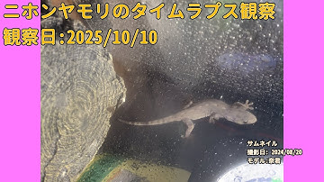 【Memorandum】 2025年10月10日 RPi-Cam-Web-Interfaceを用いたニホンヤモリのTimelapse観察