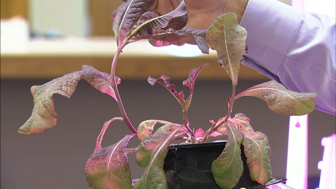 Veggie Will Expand Fresh Food Production on Space Station - YouTube