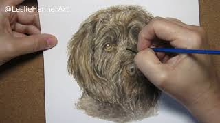 Wirehaired Pointing Griffon in Watercolor  Realistic Style  #highspeed #petportrait #watercolor