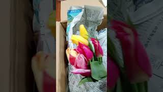 Unboxing organic veggies Japan CSA monthly subscription box #miyajima #hiroshima #sustainable