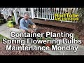 How to Container Plant Spring Flowering Bulbs - Maintenance Monday