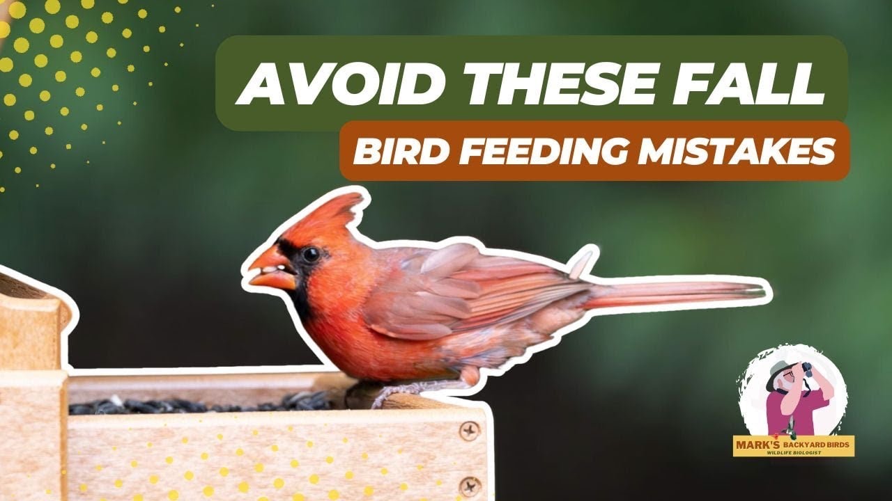 Избегайте этих распространенных ошибок при кормлении птиц этой осенью