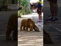 poor dog #facts #funny #dog #lion