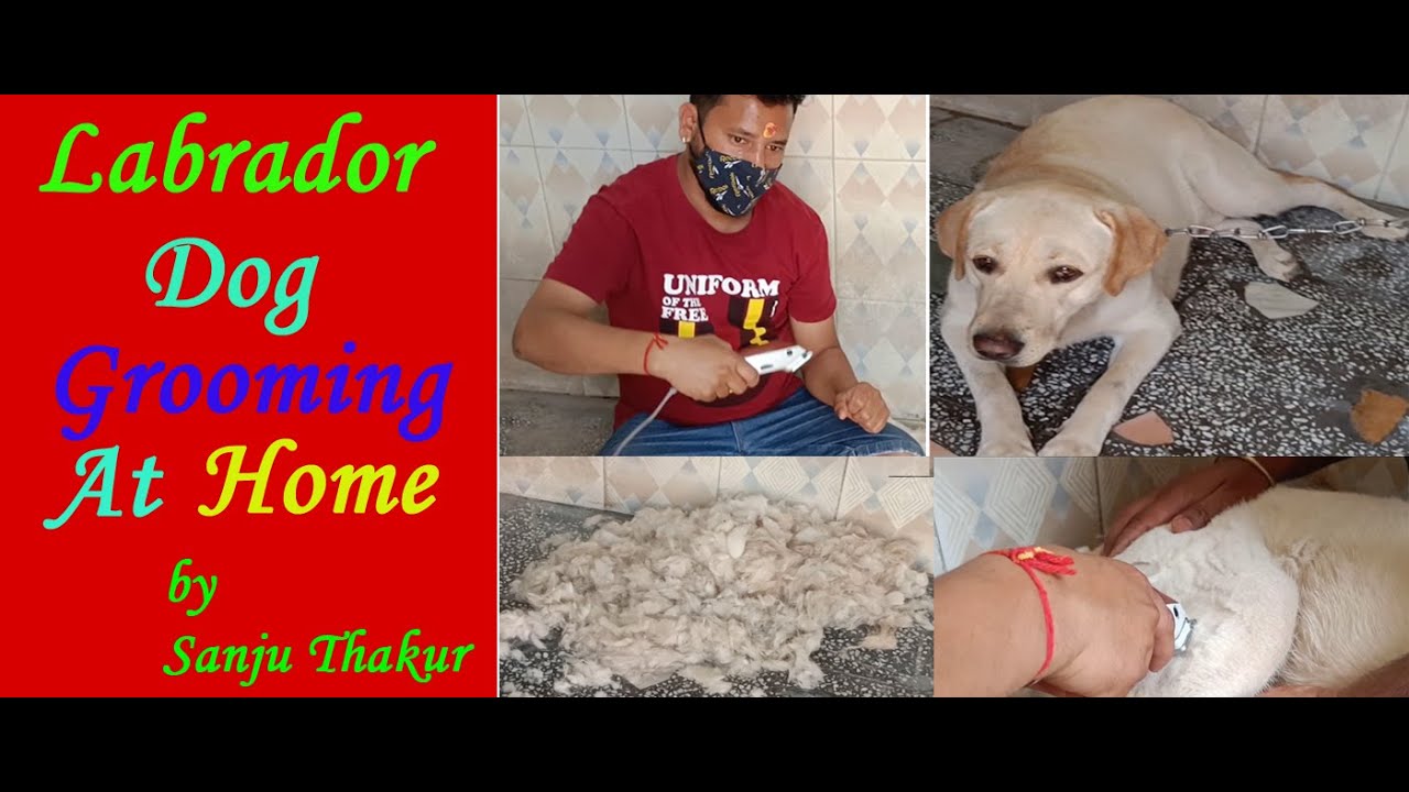Cute labrador puppy grooming at home Labrador dog hair grooming How