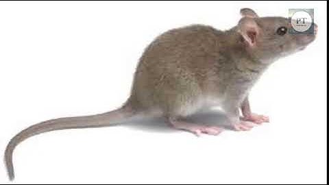 Tiếng kêu của con Chuột | The sound and picture of the Mouse| sound and picture of Mouse