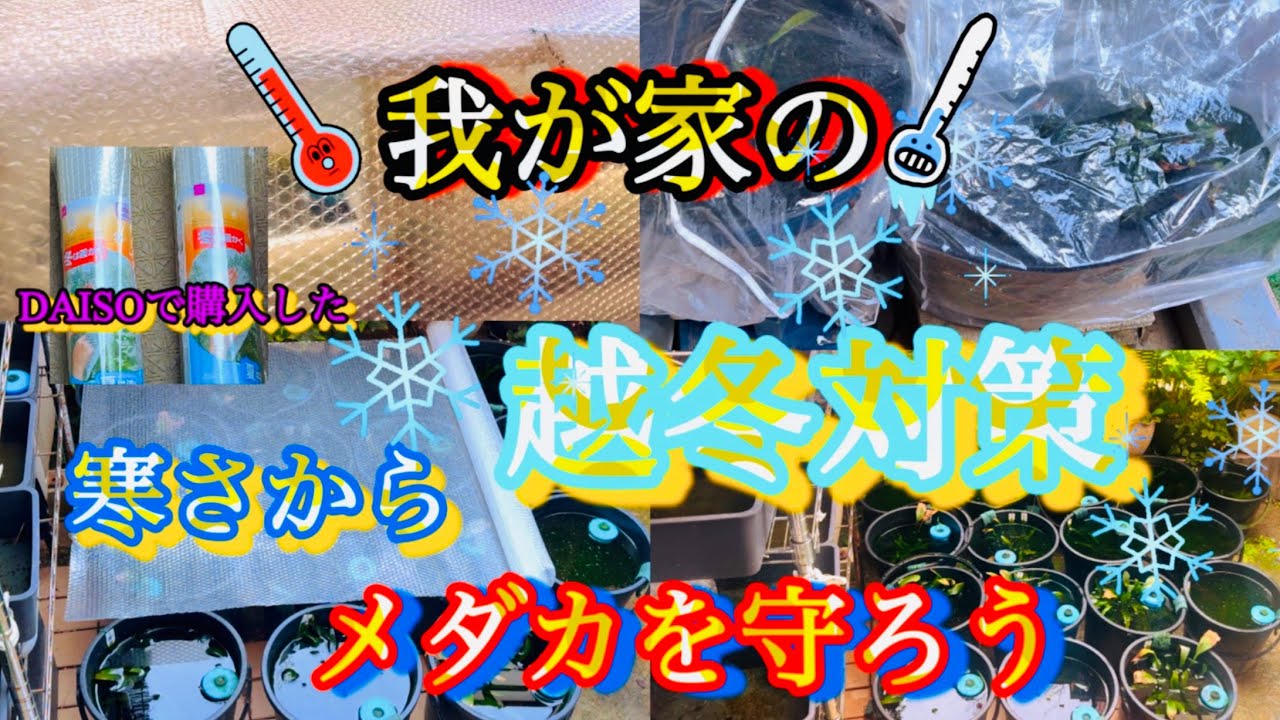 【メダカ】越冬対策‼️DAISO断熱シート購入‼️寒さから❄️メダカを守ろう‼️
