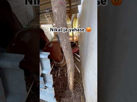 Aaj to bach gaya 😅 #shorts #short #pet #gaay #cow #cowbaby #funny #comedy