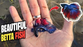 Top 4 halfmoon betta fish were founded in lake by one hand. #bettafish #fishingdaily 