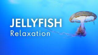 Jellyfish Relaxation | Relaxing Music for Stress Relief