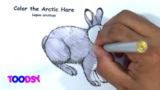 How to Color The Arctic Hare In Arctic Animals Coloring Page