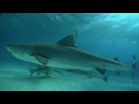 Friends Found - Sharks of Tiger Beach Bahamas