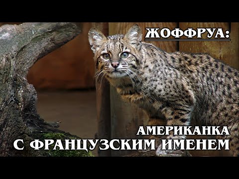 ЖОФФРУА: Южноамериканская кошка с французским именем | Интересные факты про кошек | Породы кошек