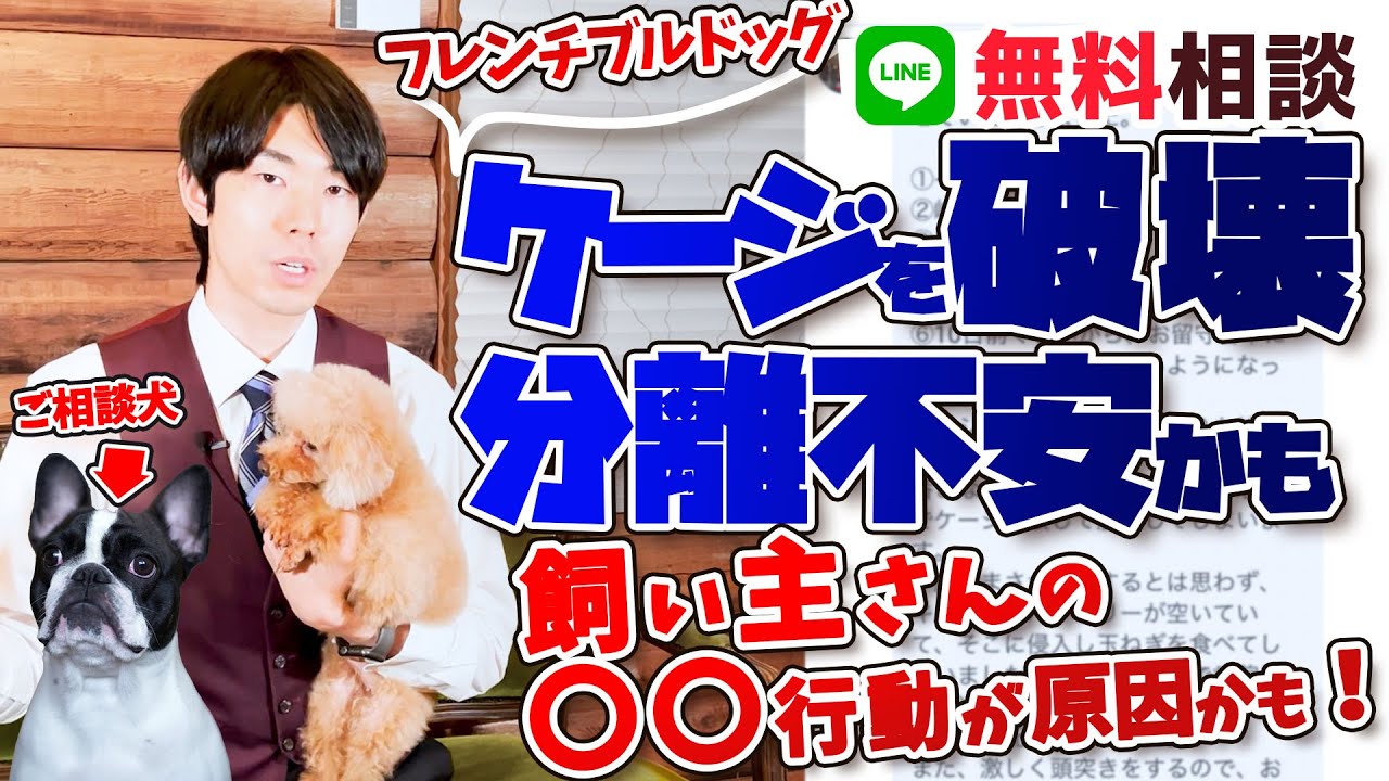 犬と人が出会うとき （帯つき） フレブル 犬】分離不安でケージに頭突き！？お留守番が辛いワンちゃん