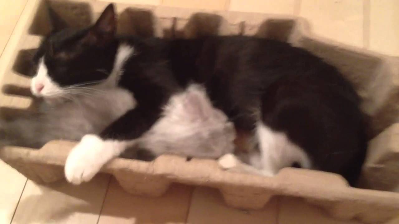 可愛い画像 黒ネコ、箱の中で授乳中。breast-feed a baby cat