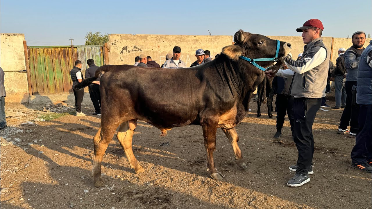 XOʻJA OBOD Buqa Bozori 21.09.2024. Bozor Daxshat Boʻldi😱😱 - YouTube