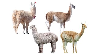 4 Species of Llamas | Family: Camelidae, Genus: Lama by BalyanakTV 4,827 views 9 months ago 46 seconds