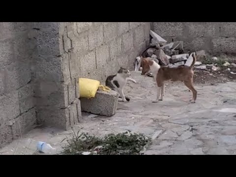 شاهد القط يضرب الكلب  20
